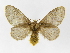  ( - INB0003445039)  @11 [ ] Copyright (2012) J. Montero Instituto Nacional de Biodiversidad