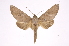  ( - INB0003445606)  @11 [ ] Copyright (2012) I. Chacon Instituto Nacional de Biodiversidad