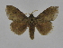  ( - INB0003472345)  @11 [ ] Copyright (2012) J. Montero Instituto Nacional de Biodiversidad