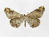  (Macrosoma cascaria - INB0003485559)  @14 [ ] Copyright (2012) J. Montero Instituto Nacional de Biodiversidad