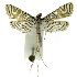  (Aulacodes traversalisEPR8324 - INB0003495531)  @13 [ ] CreativeCommons - Attribution Non-Commercial Share-Alike  National Biodiversity Institute of Costa Rica National Biodiversity Institute of Costa Rica