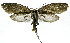  ( - INB0003521639)  @11 [ ] CreativeCommons - Attribution Non-Commercial Share-Alike (2012) National Biodiversity Institute of Costa Rica National Biodiversity Institute of Costa Rica