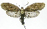  ( - INB0003521643)  @13 [ ] CreativeCommons - Attribution Non-Commercial Share-Alike (2012) National Biodiversity Institute of Costa Rica National Biodiversity Institute of Costa Rica