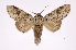  ( - INB0003527495)  @14 [ ] Copyright (2012) I. Chacon Instituto Nacional de Biodiversidad