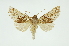  (Hapigia cresusDHJ02 - INB0003527499)  @14 [ ] Copyright (2012) Juan Mata Lorenzen Unspecified