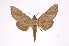 ( - INB0003527500)  @11 [ ] Copyright (2012) I. Chacon Instituto Nacional de Biodiversidad
