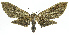  (Zeuzerodes phillipsEPR01 - INB0003536161)  @13 [ ] Copyright (2011) E. Phillips-Rodriguez INBio