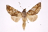  ( - INB0003536304)  @13 [ ] Copyright (2012) I. Chacon Instituto Nacional de Biodiversidad