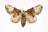  ( - INB0003562585)  @14 [ ] Copyright (2012) I. Chacon Instituto Nacional de Biodiversidad