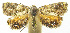  (Mictopsichia pentargyra - INB0003620549)  @15 [ ] CreativeCommons - Attribution Non-Commercial Share-Alike (2012) National Biodiversity Institute of Costa Rica National Biodiversity Institute of Costa Rica