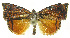  ( - INB0003620595)  @11 [ ] CreativeCommons - Attribution Non-Commercial Share-Alike (2012) National Biodiversity Institute of Costa Rica National Biodiversity Institute of Costa Rica