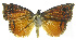  ( - INB0003620595)  @11 [ ] CreativeCommons - Attribution Non-Commercial Share-Alike (2012) National Biodiversity Institute of Costa Rica National Biodiversity Institute of Costa Rica