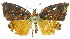  ( - INB0003620597)  @11 [ ] CreativeCommons - Attribution Non-Commercial Share-Alike (2012) National Biodiversity Institute of Costa Rica National Biodiversity Institute of Costa Rica