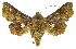  ( - INB0003707244)  @11 [ ] Copyright (2011) E. Phillips-Rodriguez INBio