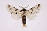  ( - INB0003707551)  @14 [ ] Copyright (2012) I. Chacon Instituto Nacional de Biodiversidad