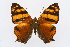  (Hypanartia - INB0003717422)  @15 [ ] CreativeCommons - Attribution Non-Commercial Share-Alike (2012) National Biodiversity Institute of Costa Rica National Biodiversity Institute of Costa Rica