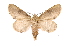  ( - INB0003731298)  @11 [ ] Copyright (2012) I. Chacon Instituto Nacional de Biodiversidad