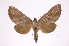  ( - INB0003732787)  @14 [ ] Copyright (2012) I. Chacon Instituto Nacional de Biodiversidad