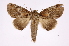  ( - INB0003732803)  @13 [ ] Copyright (2012) I. Chacon Instituto Nacional de Biodiversidad
