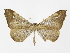  (Macrosoma muscerdata - INB0003732883)  @14 [ ] Copyright (2012) J. Montero Instituto Nacional de Biodiversidad