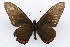  ( - INB0003738190)  @11 [ ] CreativeCommons - Attribution Non-Commercial Share-Alike (2012) National Biodiversity Institute of Costa Rica National Biodiversity Institute of Costa Rica
