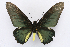  (Battus lycidas - INB0003738190)  @11 [ ] CreativeCommons - Attribution Non-Commercial Share-Alike (2012) National Biodiversity Institute of Costa Rica National Biodiversity Institute of Costa Rica