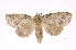  ( - INB0003738278)  @13 [ ] Copyright (2012) I. Chacon Instituto Nacional de Biodiversidad