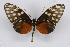  ( - INB0003738736)  @12 [ ] CreativeCommons - Attribution Non-Commercial Share-Alike (2012) National Biodiversity Institute of Costa Rica National Biodiversity Institute of Costa Rica