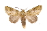  ( - INB0003743241)  @11 [ ] Copyright (2012) I. Chacon Instituto Nacional de Biodiversidad