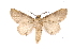  ( - INB0003743241)  @11 [ ] Copyright (2012) I. Chacon Instituto Nacional de Biodiversidad