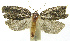  (Olethreut01 PhillipsEPR12 - INB0003756488)  @12 [ ] CreativeCommons - Attribution Non-Commercial Share-Alike (2012) National Biodiversity Institute of Costa Rica National Biodiversity Institute of Costa Rica
