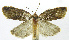  (Henricus phillipsEPR11 - INB0003756515)  @12 [ ] CreativeCommons - Attribution Non-Commercial Share-Alike (2012) National Biodiversity Institute of Costa Rica National Biodiversity Institute of Costa Rica