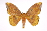  (Eacles vanschaycki - INB0003766549)  @15 [ ] Copyright (2012) I. Chacon Instituto Nacional de Biodiversidad