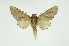  (Hapigia curviliena - INB0003779567)  @11 [ ] Copyright (2012) Juan Mata Lorenzen Unspecified