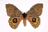  ( - INB0003786204)  @14 [ ] Copyright (2012) I. Chacon Instituto Nacional de Biodiversidad