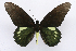  (Battus ingenuus - INB0003788191)  @15 [ ] CreativeCommons - Attribution Non-Commercial Share-Alike (2012) National Biodiversity Institute of Costa Rica National Biodiversity Institute of Costa Rica