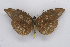  ( - INB0003788652)  @12 [ ] CreativeCommons - Attribution Non-Commercial Share-Alike (2012) National Biodiversity Institute of Costa Rica National Biodiversity Institute of Costa Rica