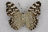  ( - INB0003822906)  @13 [ ] CreativeCommons - Attribution Non-Commercial Share-Alike (2012) National Biodiversity Institute of Costa Rica National Biodiversity Institute of Costa Rica