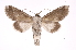  ( - INB0003842804)  @11 [ ] Copyright (2012) I. Chacon Instituto Nacional de Biodiversidad