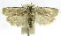 (Antaeotricha phillipsEPR16 - INB0003863825)  @11 [ ] CreativeCommons - Attribution Non-Commercial Share-Alike  National Biodiversity Institute of Costa Rica National Biodiversity Institute of Costa Rica