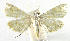  (Neurophyseta phillipsEPR07 - INB0003863852)  @11 [ ] CreativeCommons - Attribution Non-Commercial Share-Alike  National Biodiversity Institute of Costa Rica National Biodiversity Institute of Costa Rica