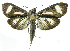  ( - INB0003871483)  @13 [ ] CreativeCommons - Attribution Non-Commercial Share-Alike  National Biodiversity Institute of Costa Rica National Biodiversity Institute of Costa Rica