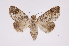  ( - INB0003871499)  @14 [ ] Copyright (2012) I. Chacon Instituto Nacional de Biodiversidad
