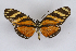  ( - INB0003881895)  @13 [ ] CreativeCommons - Attribution Non-Commercial Share-Alike  National Biodiversity Institute of Costa Rica National Biodiversity Institute of Costa Rica