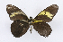  ( - INB0003885200)  @14 [ ] CreativeCommons - Attribution Non-Commercial Share-Alike (2012) National Biodiversity Institute of Costa Rica National Biodiversity Institute of Costa Rica