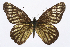  ( - INB0003891108)  @11 [ ] CreativeCommons - Attribution Non-Commercial Share-Alike (2012) National Biodiversity Institute of Costa Rica National Biodiversity Institute of Costa Rica