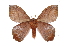  (Hylesia aeneidesICHG01 - INB0003928855)  @15 [ ] Copyright (2012) I. Chacon Instituto Nacional de Biodiversidad