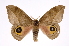  ( - INB0003935548)  @13 [ ] Copyright (2012) I. Chacon Instituto Nacional de Biodiversidad