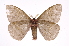  ( - INB0003935557)  @12 [ ] Copyright (2012) I. Chacon Instituto Nacional de Biodiversidad