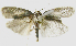  (Antaeotricha ribbeiEPR05 - INB0003943106)  @14 [ ] CreativeCommons - Attribution Non-Commercial Share-Alike  National Biodiversity Institute of Costa Rica National Biodiversity Institute of Costa Rica